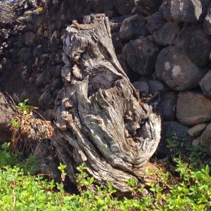 Alte Oliven Baum, Garten La Palma