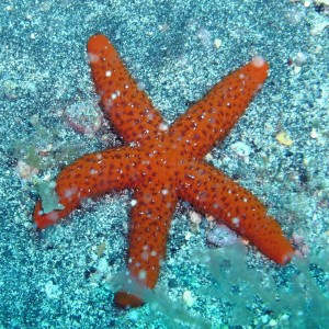 Starfish, diving La Palma