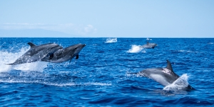 Dolfins in the ocean near La Pama