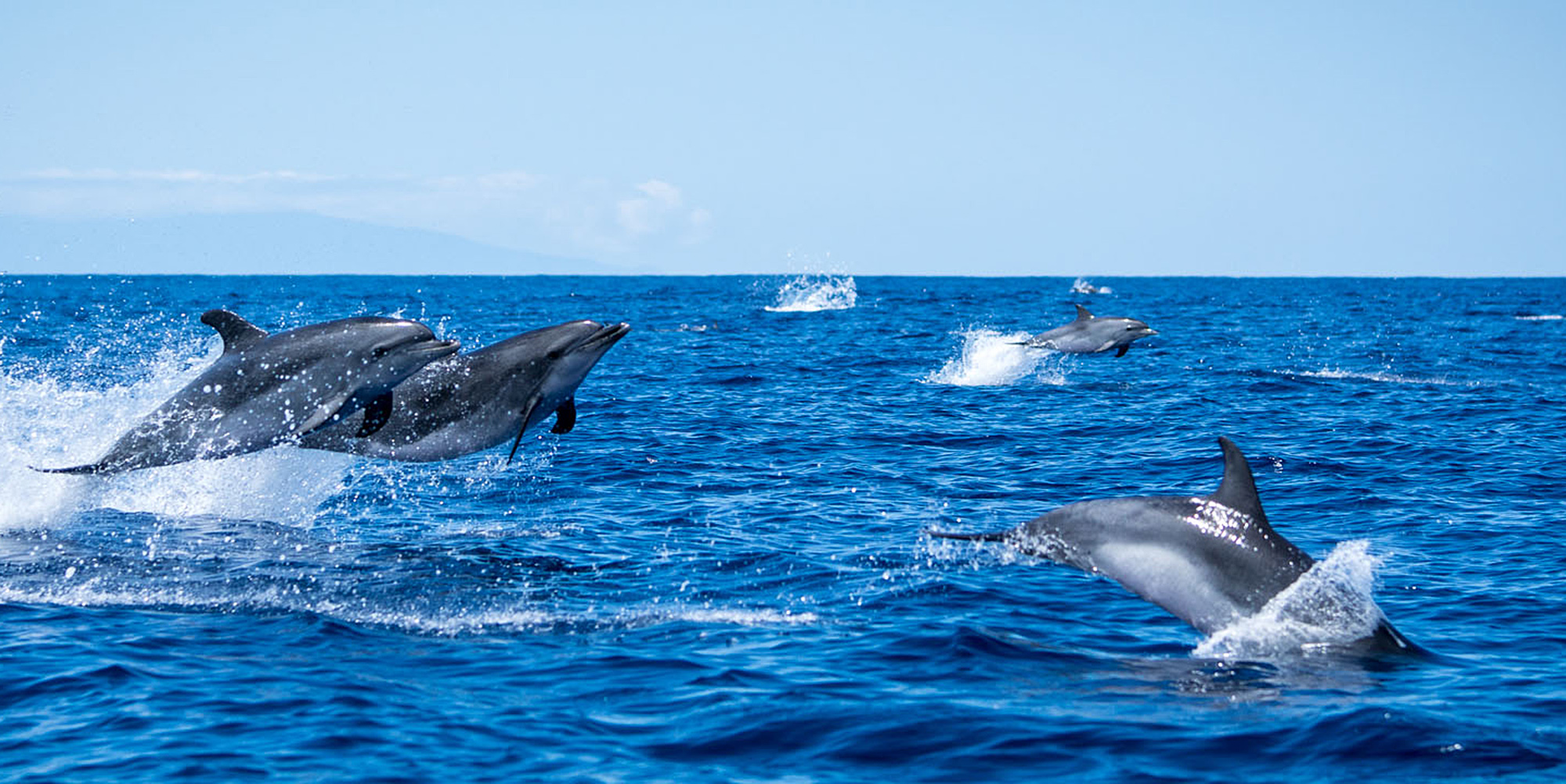 Dolfijnen in de oceaan bij la Palma
